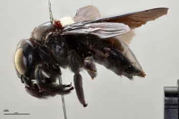 Media type: image;   Entomology 810663 Aspect: habitus lateral view